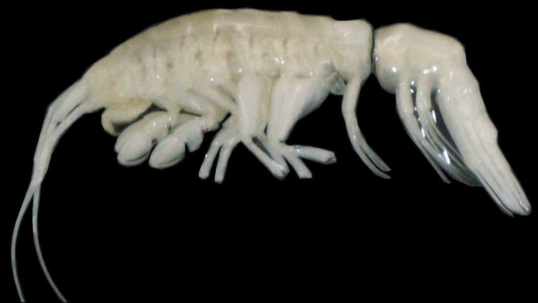 Deep-Sea Discovery: Meet Dulcibella Camanchaca, the Tiny Predator from the Abyss