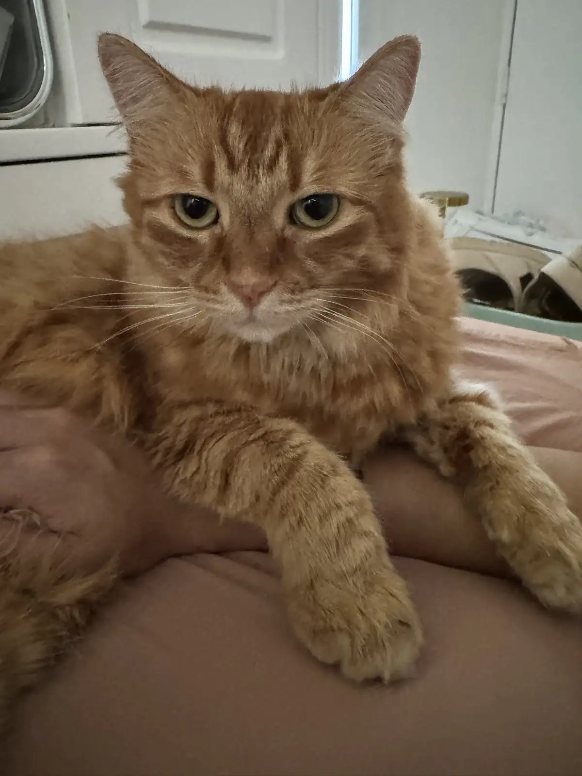 A fluffy orange tabby cat with green eyes is lying on a pink surface, looking directly at the camera with a bored or…