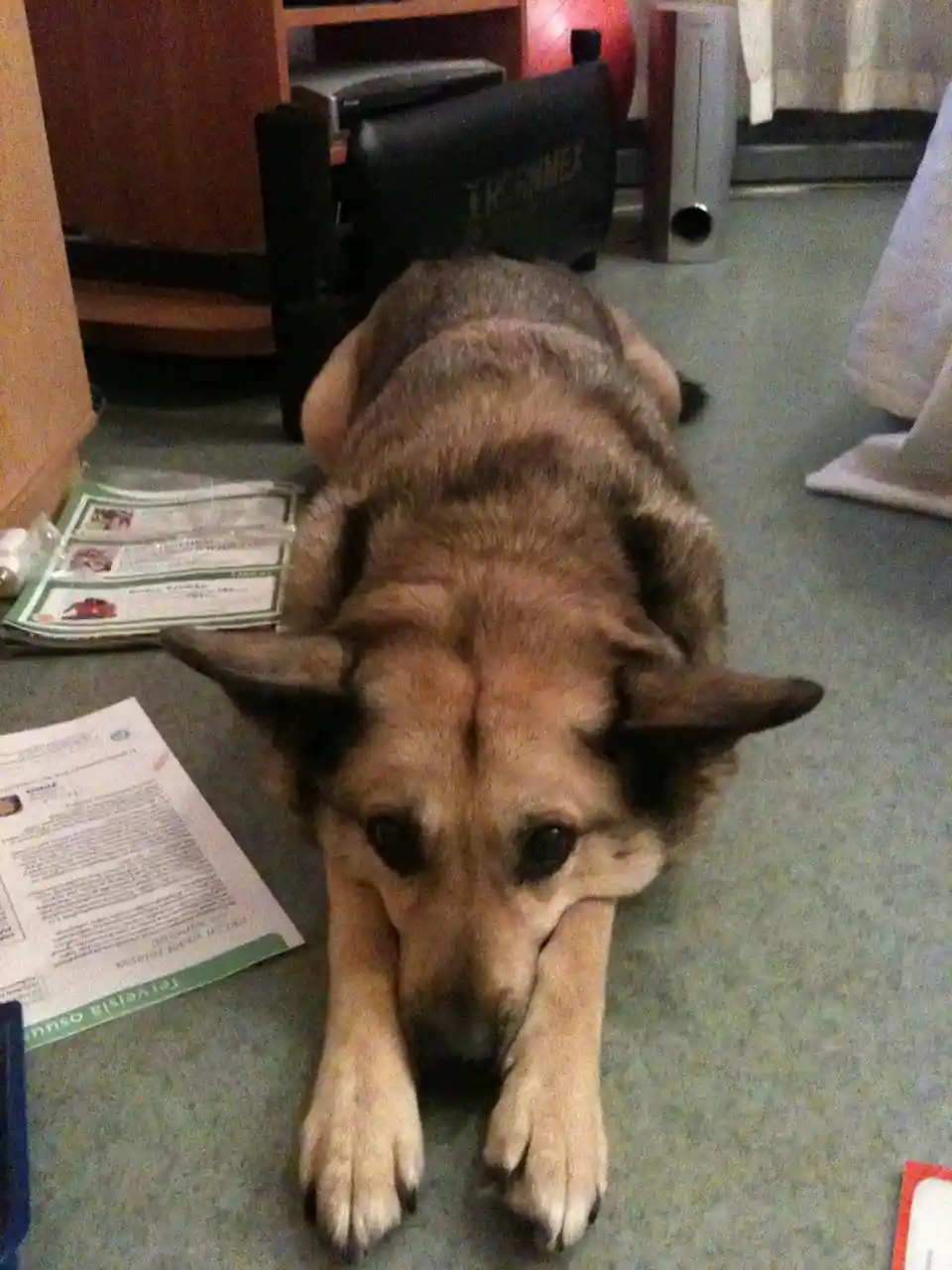 A German Shepherd dog lies on a carpeted floor with its front paws tucked under its chin, looking directly at the camera…