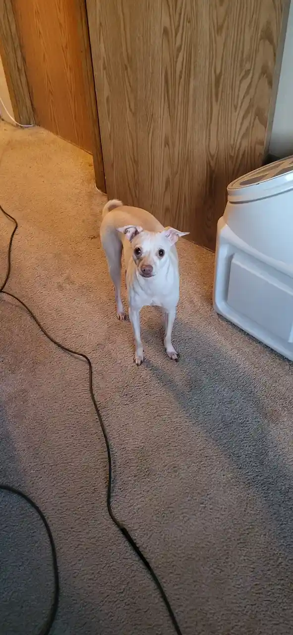 A small, light-colored dog stands on a beige carpet, looking up with wide, pleading eyes. Behind it is a wooden door and a…