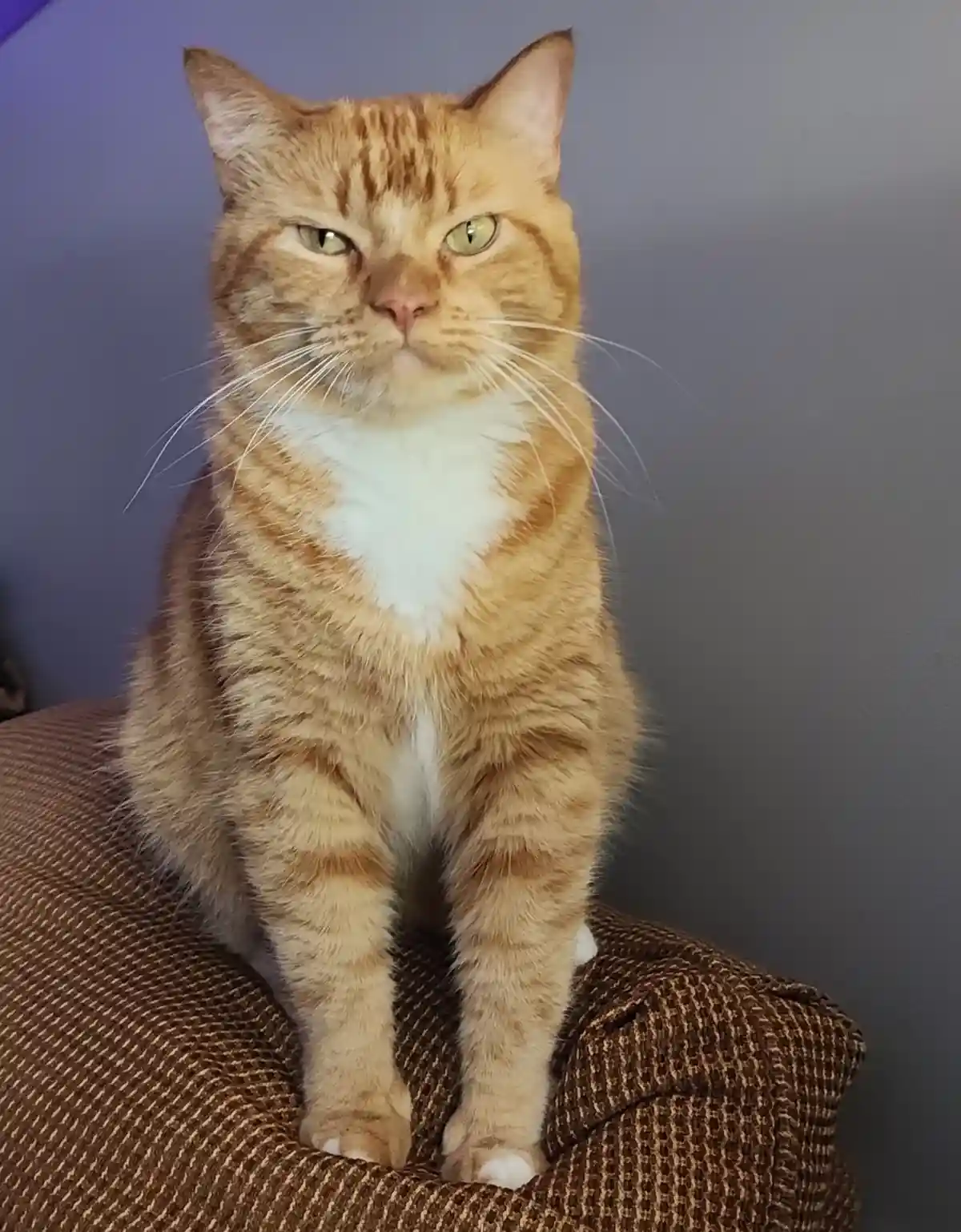 An orange tabby cat with a white chest sits upright on a brown textured couch, staring directly at the camera with a stern…