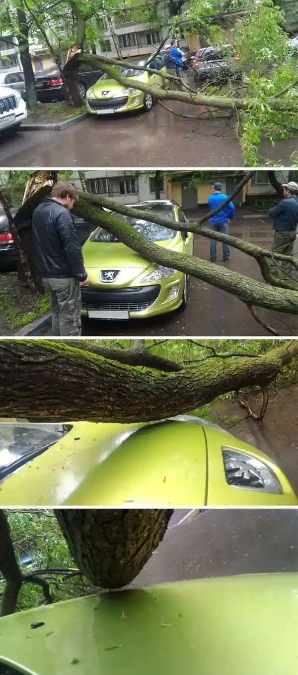 A four-panel image shows a large tree branch falling onto a lime green Peugeot car, crushing its hood and windshield…