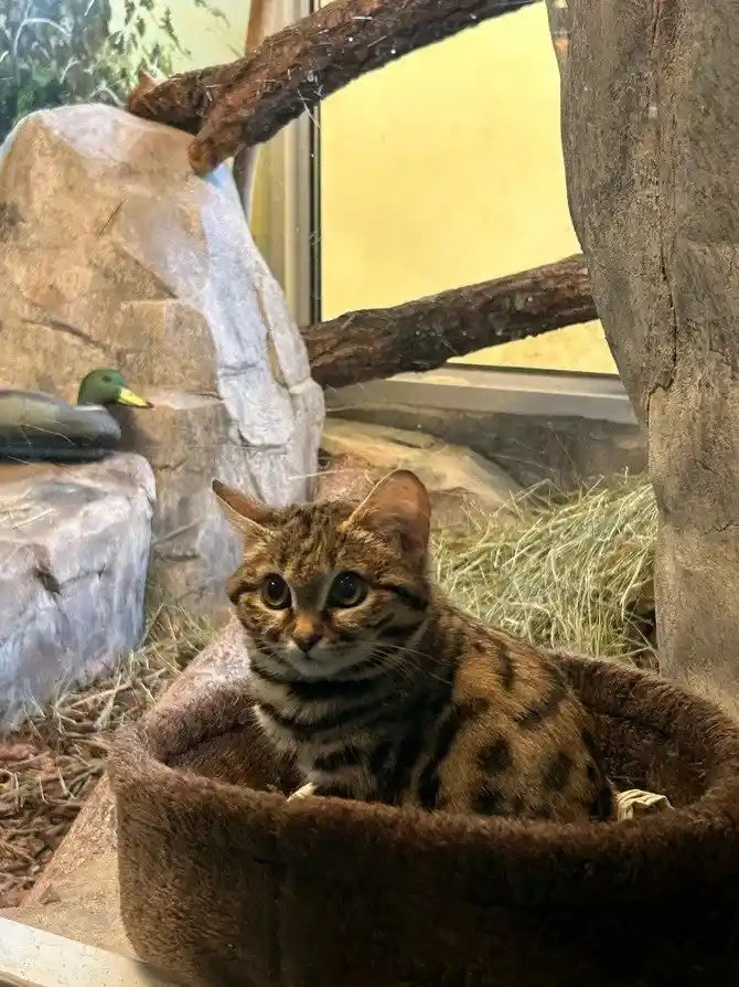 A small spotted wild cat, likely a margay or similar feline, sits alertly in a brown pet bed inside an enclosure with…