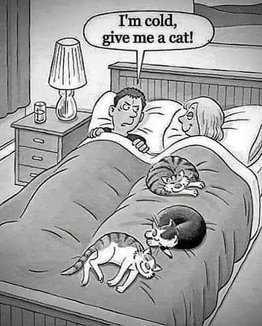 A black-and-white comic panel shows a man in bed looking cold and complaining to his partner, who is smiling. Three cats are…