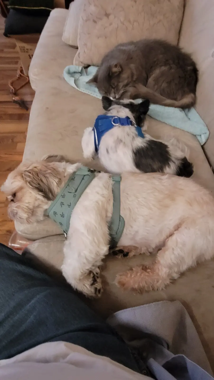 Three pets—a fluffy white dog, a smaller black-and-white dog, and a gray cat—are sleeping together on a beige couch. The…