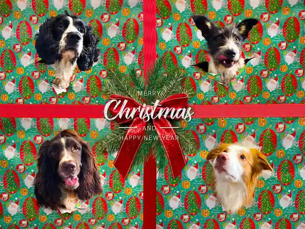 Four different dogs' heads peek out from holes in a festive green Christmas gift wrapping paper patterned with Santa Claus…