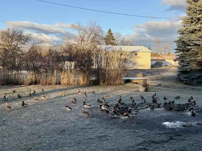 A flock of ducks stands on frosty ground in a rural yard, each wearing a red and white Santa hat. Behind them are bare…