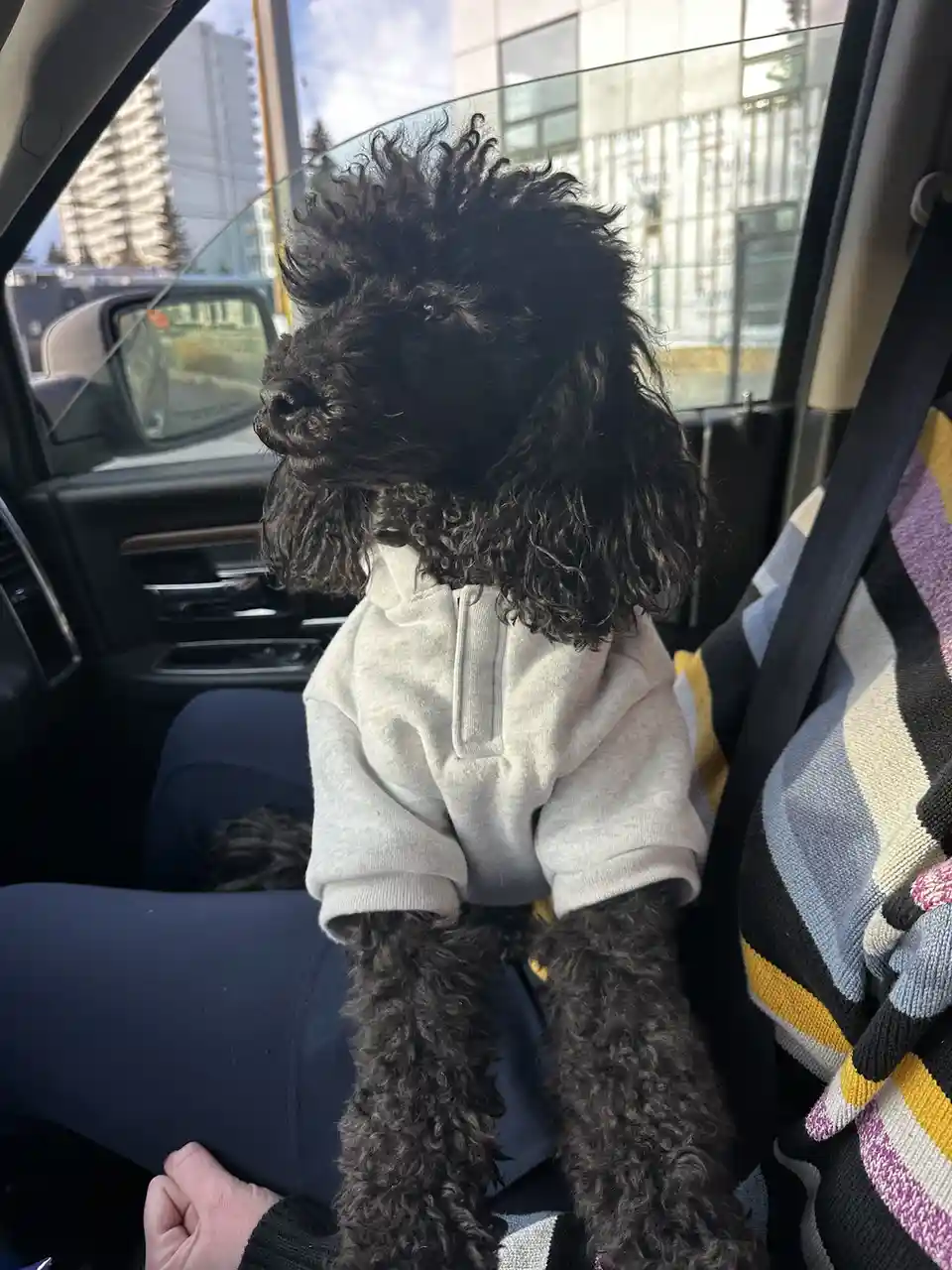 A black poodle with curly fur sits upright in a car seat, wearing a light gray hoodie, looking out the window. The dog's…