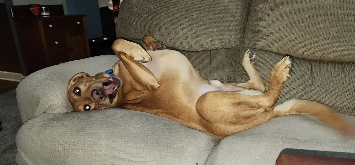 A tan dog lies on its back on a light gray couch, legs in the air, mouth open in a goofy grin with eyes reflecting light…