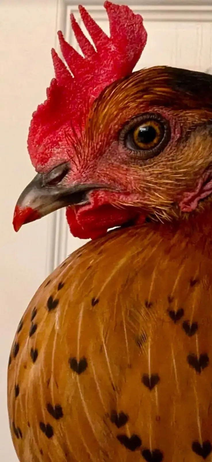 A close-up photo of a chicken's head and upper body, showing its red comb, eye, and beak, with its golden-brown feathers…
