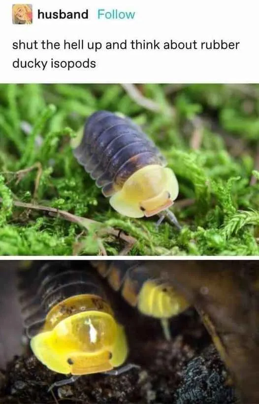 The image shows two photos of isopods with bright yellow, duck-like heads, one on green moss and one on dark soil. The…