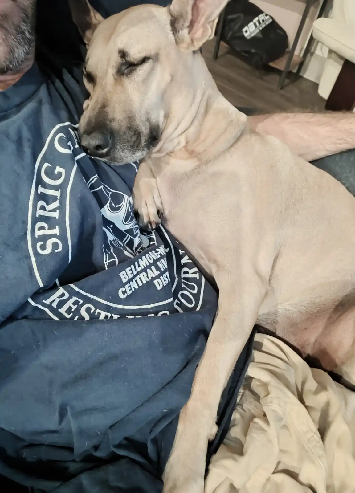A light-colored dog with closed eyes is sleeping soundly on a person's chest, its head resting on a blue t-shirt with white…