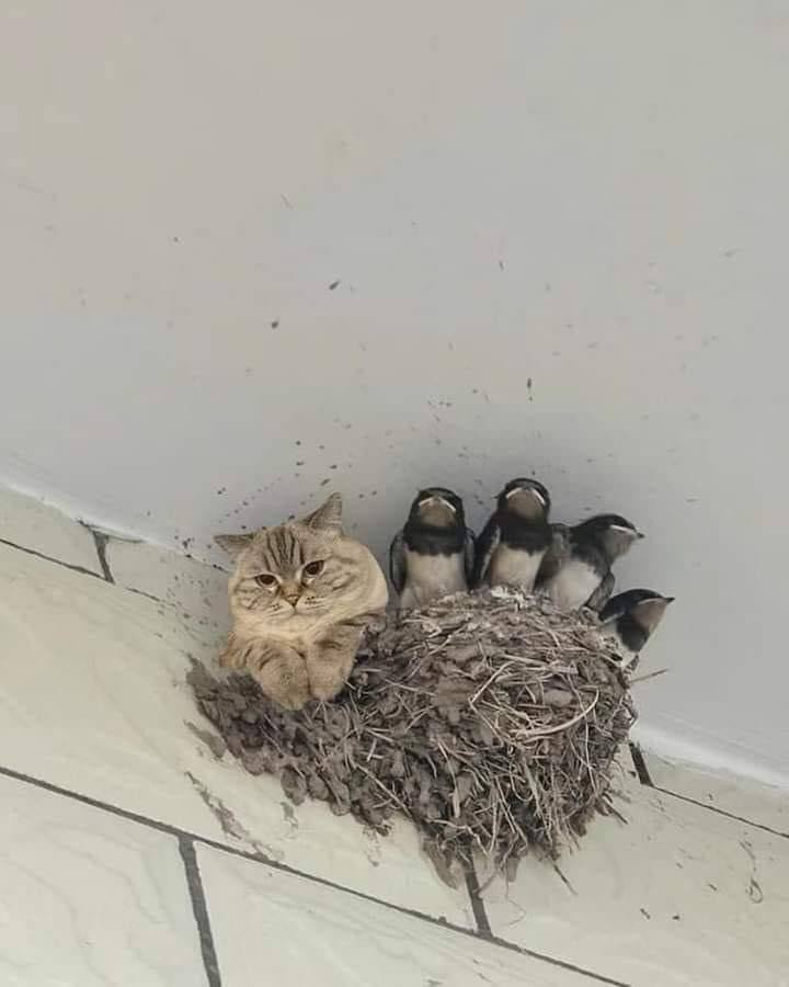 A tabby cat is sitting inside a bird's nest made of twigs, positioned on a tiled floor against a white wall. Five baby birds…
