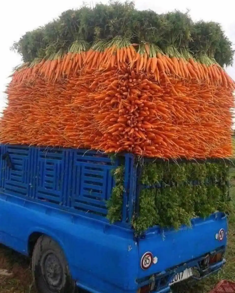 A blue truck is overloaded with an enormous, overflowing pile of fresh orange carrots, their green leafy tops forming a…