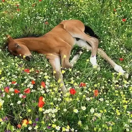 A young brown foal is lying on its side in a field of colorful wildflowers, appearing to be sleeping or resting. The foal's…