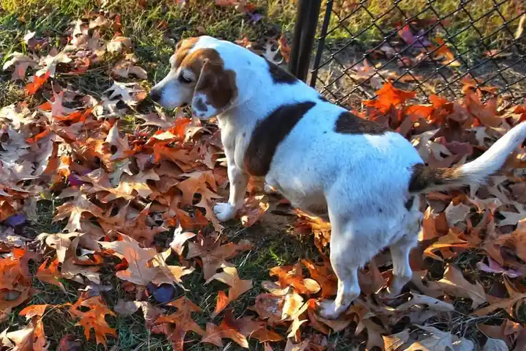A white and brown dog stands in a yard covered in fallen autumn leaves, looking away from the camera. The dog's body is…