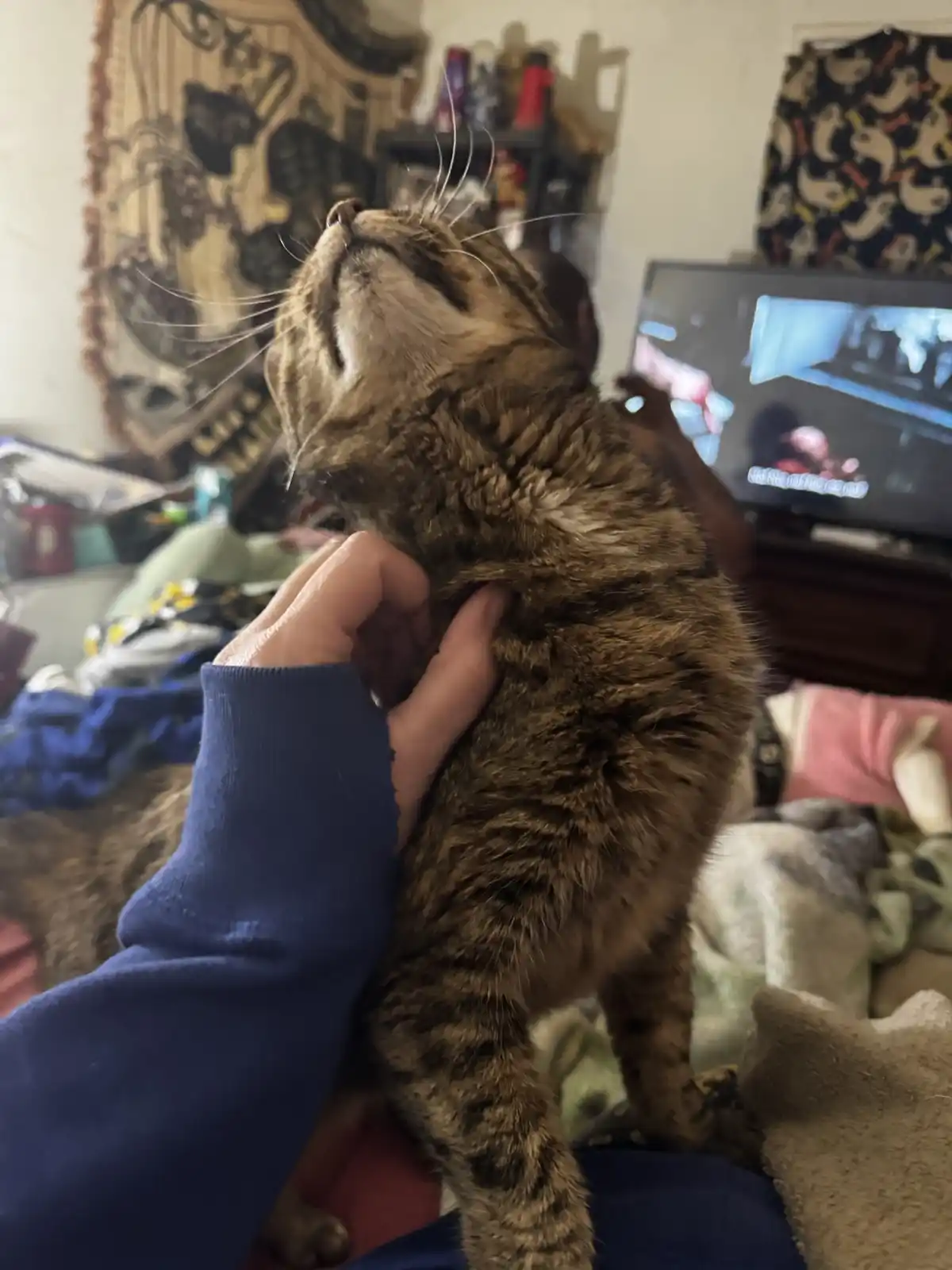 A tabby cat is being held upright by a person wearing a blue sweater, its head tilted back with eyes closed in apparent…