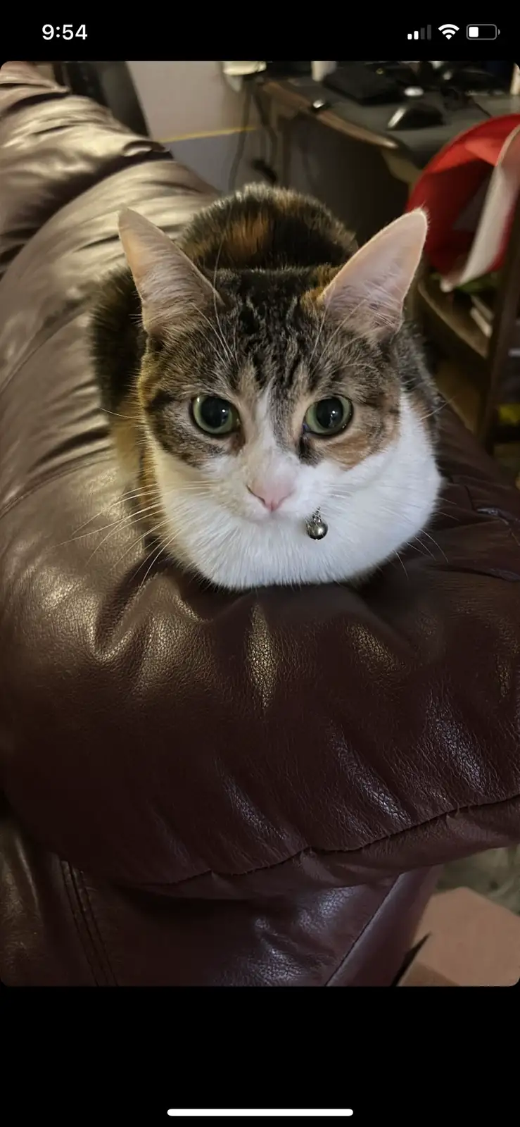 A calico cat with green eyes and a white chest sits on a brown leather couch, looking directly at the camera with a slightly…