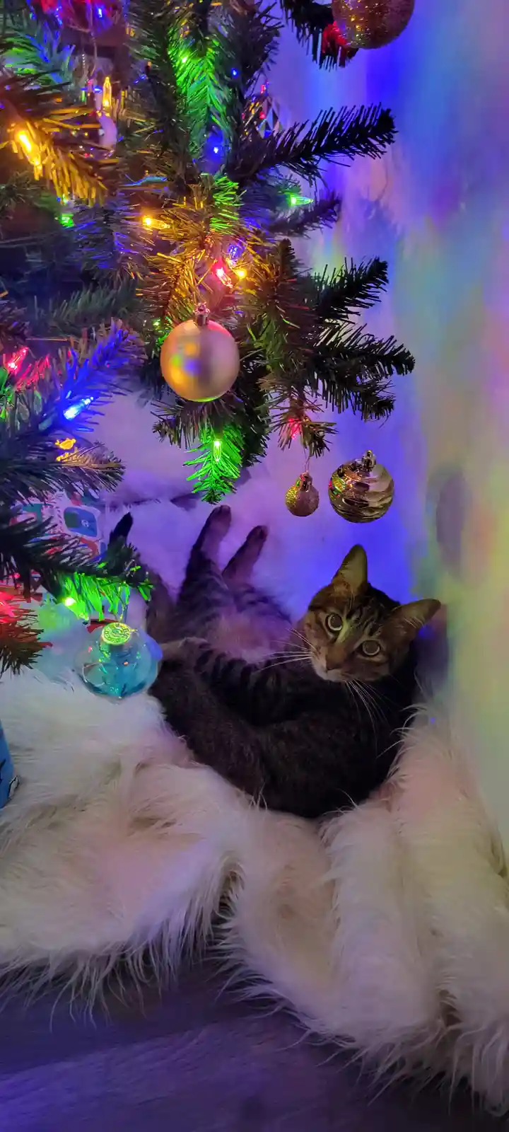 A tabby cat lies on its back on a fluffy white rug beneath a decorated christmas tree with colorful lights and ornaments…