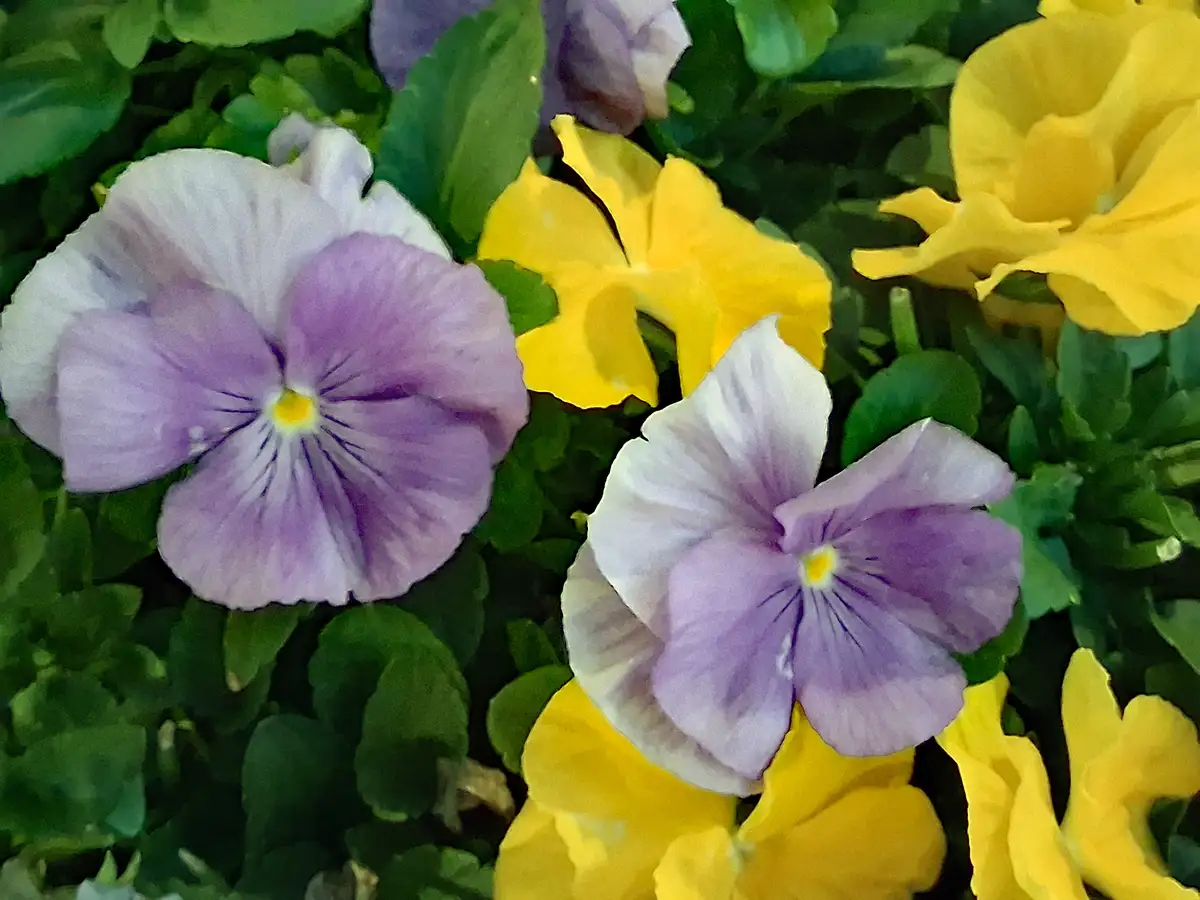 A close-up photo shows several pansy flowers with purple and white petals and yellow centers, interspersed with bright…