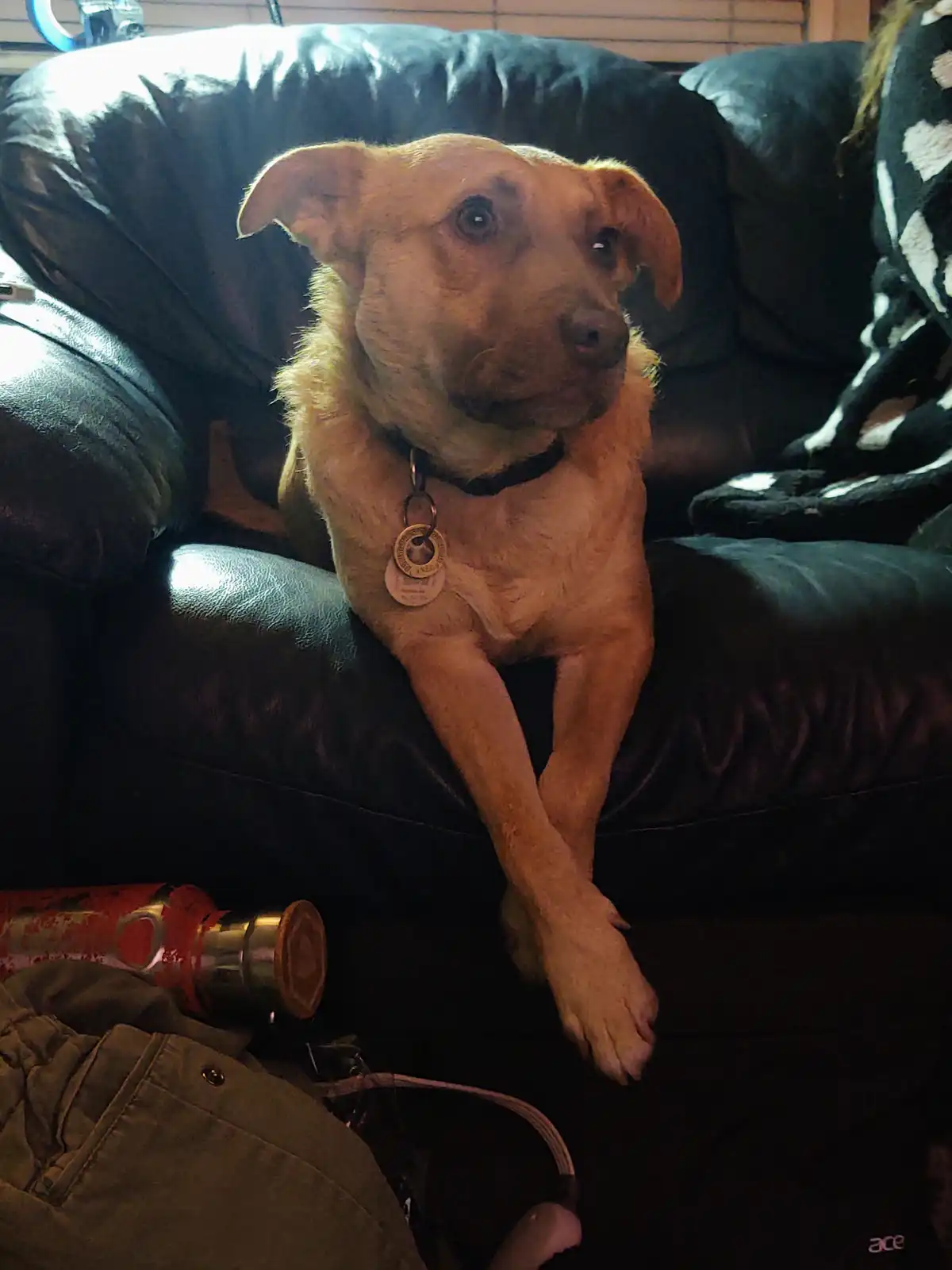 A tan dog with floppy ears sits upright on a black leather couch, looking directly at the camera with a serious expression…