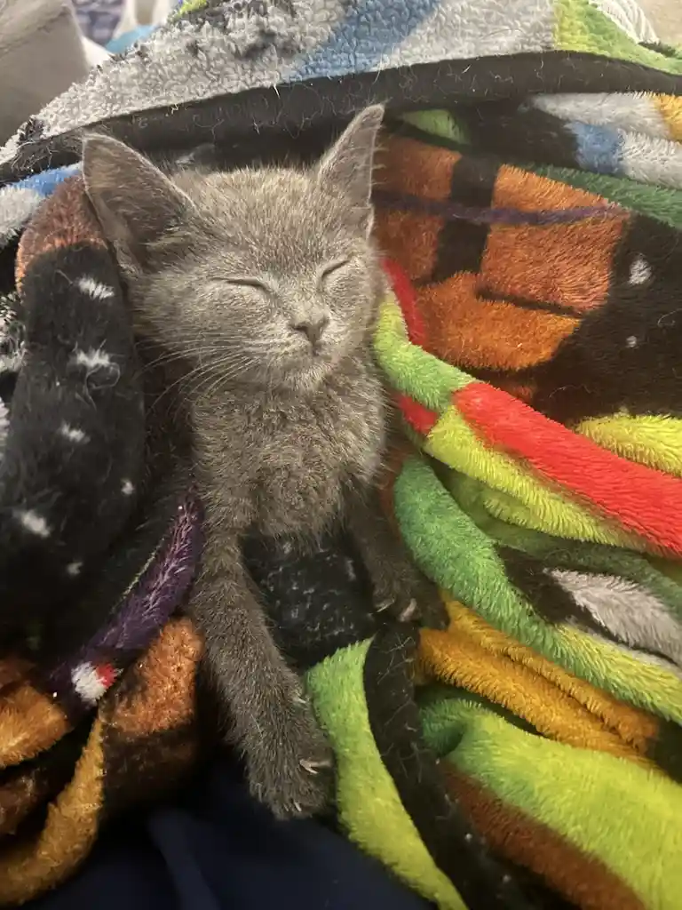 A small gray kitten with closed eyes is curled up and sleeping peacefully on a colorful, fluffy blanket with geometric…
