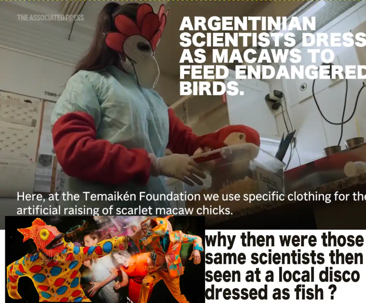 A person in a macaw costume and medical scrubs feeds birds from a container, with text overlay claiming it's for endangered…