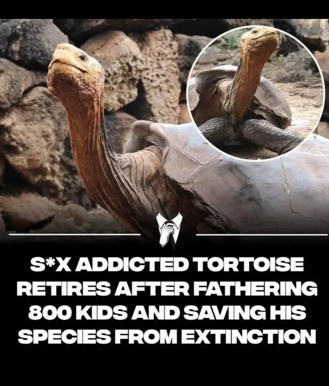 A large tortoise with a long neck is shown in a rocky environment, with a circular inset image of the same tortoise. Below…