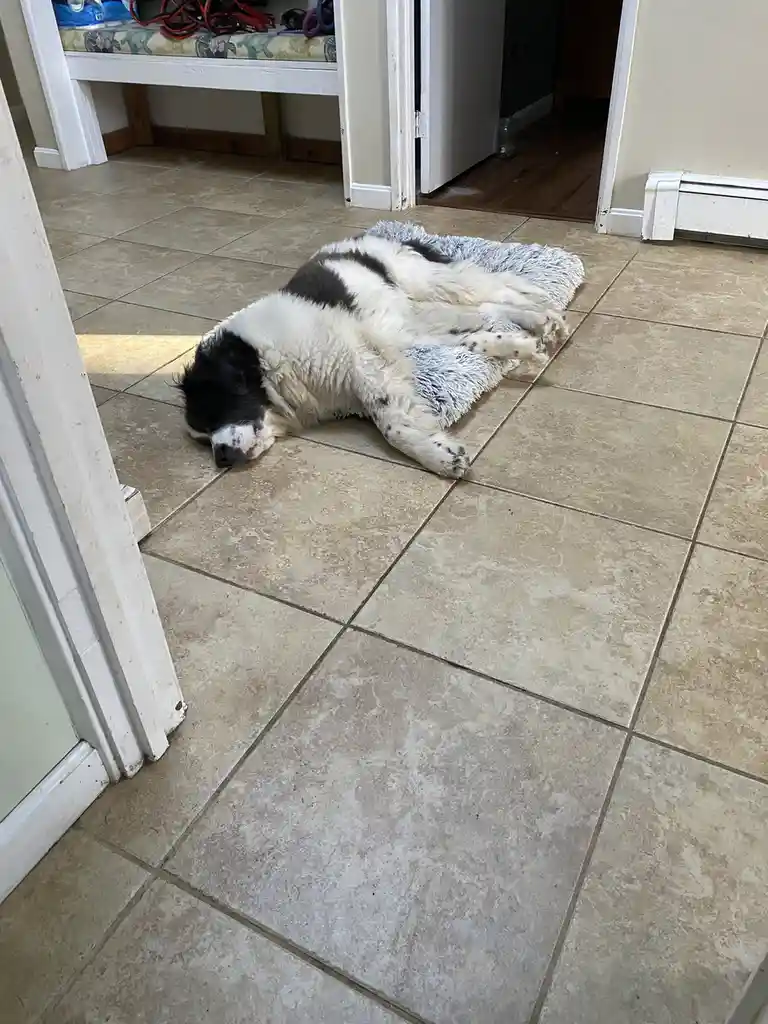 A black and white dog is lying on its back on a tiled floor, appearing to be sleeping or resting comfortably on a small grey…