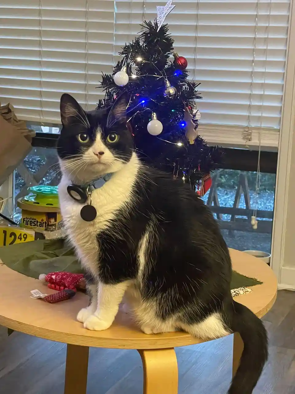 A black and white cat with wide, unblinking eyes sits upright on a wooden stool, looking directly at the camera with a…