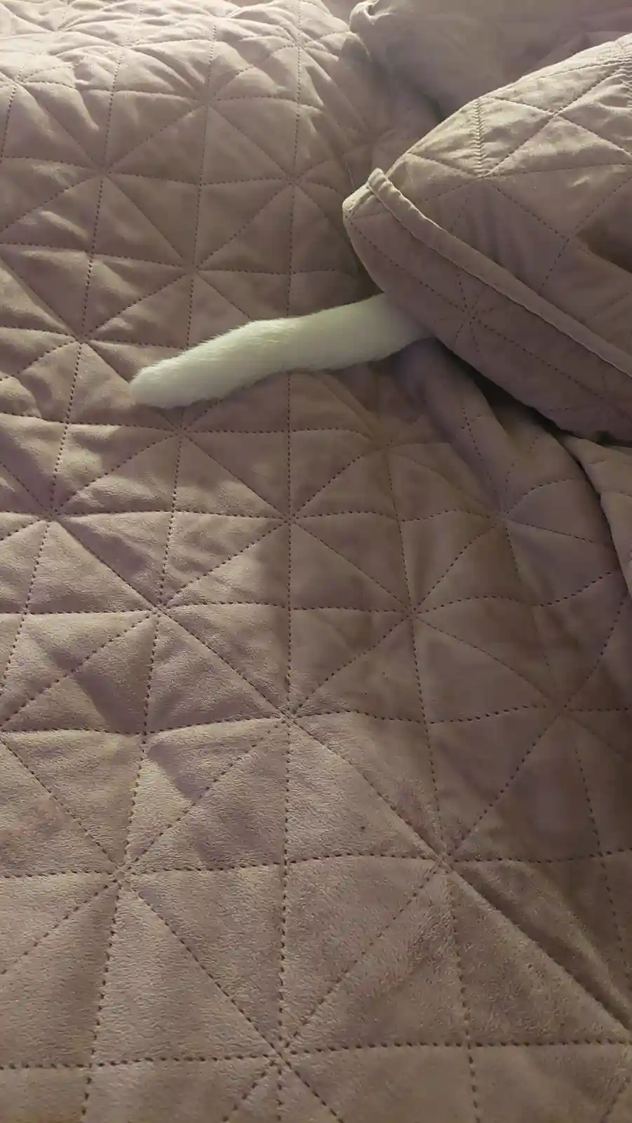 A fluffy white cat tail peeks out from under a light brown quilted blanket, with the overlaid text reading 'i'm not lazy…