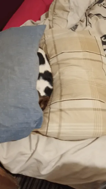 A small dog with brown and white fur is shown in three panels on a bed, peeking out from behind a blue pillow. In the first…