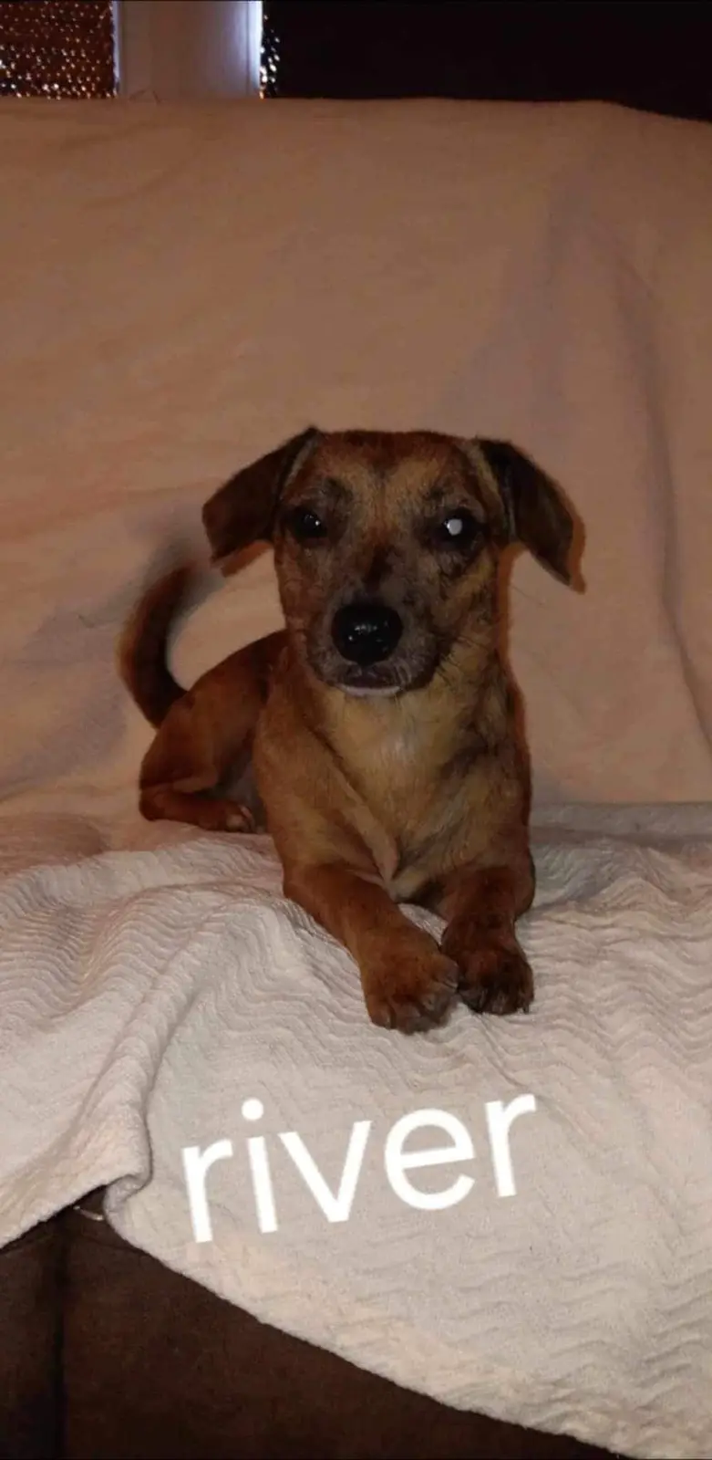 A small brown dog with floppy ears sits attentively on a white textured blanket, looking directly at the camera. The word…