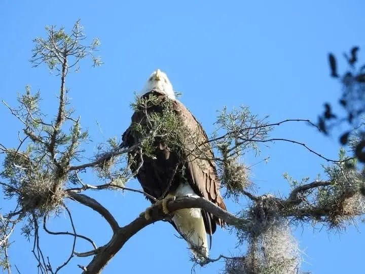 A bald eagle perched on a tree branch with sparse foliage against a clear blue sky, its head tilted upward. The image has…