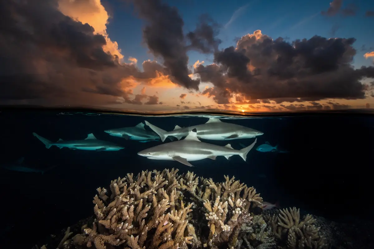 An underwater split-level photograph shows several sharks swimming near coral reef below, with a dramatic sunset and clouds…