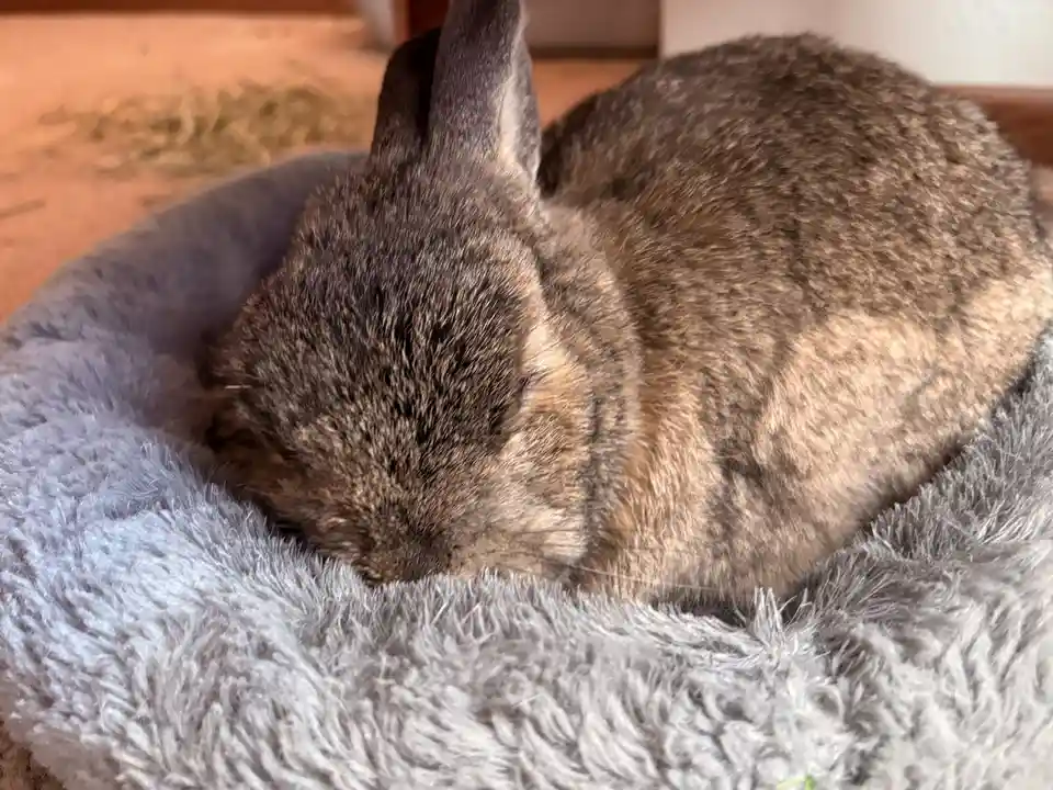 A grayish-brown rabbit is curled up and sleeping soundly inside a fluffy gray pet bed. The rabbit's eyes are closed, and its…