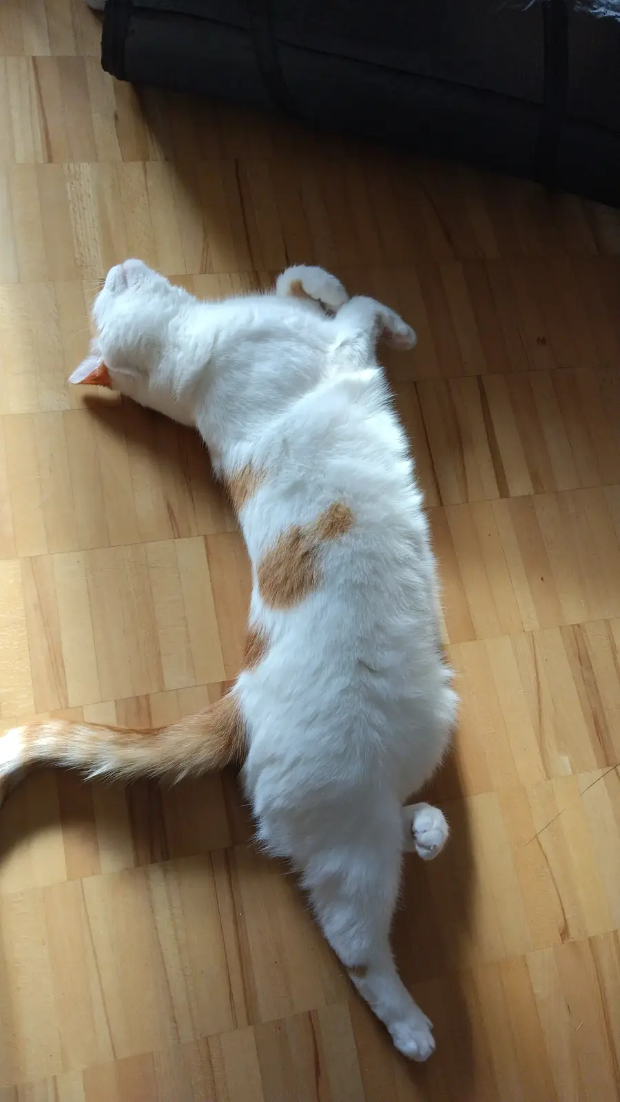 A white and orange cat lies on its back on a light wooden floor, legs and paws splayed out in a relaxed, sprawled position…