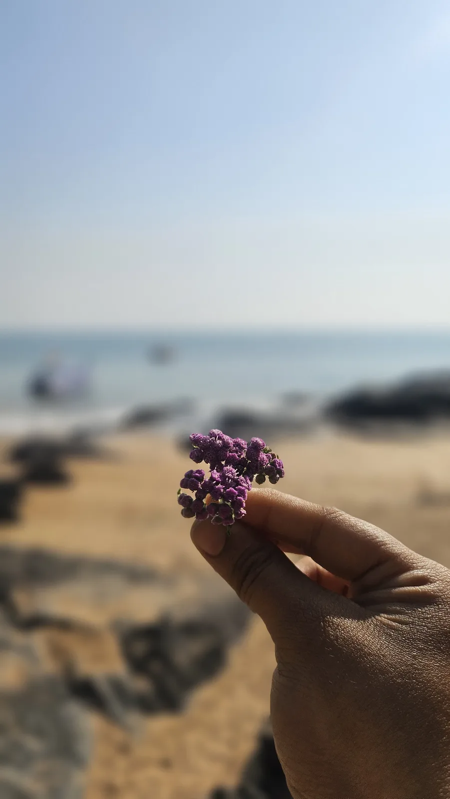 A hand holds a small cluster of purple flowers in sharp focus against a blurred beach background with sand, rocks, and ocean…