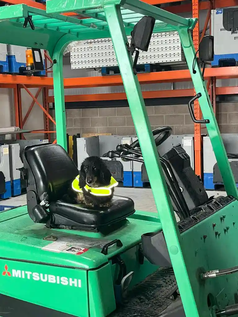 A small black dachshund wearing a bright yellow reflective safety vest sits upright in the driver's seat of a green…