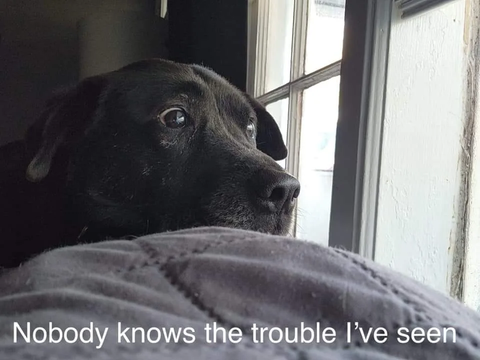 A black dog with soulful eyes gazes out a window, its head resting on a gray blanket. The overlaid white text reads 'Nobody…