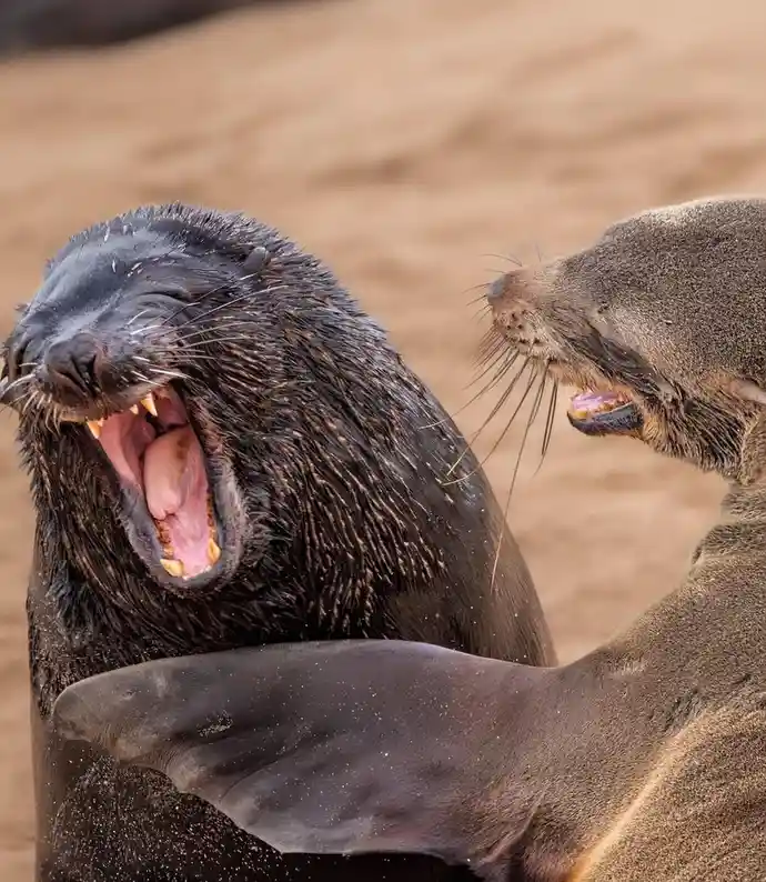 Get Ready for the Nikon Comedy Wildlife Awards 2024!