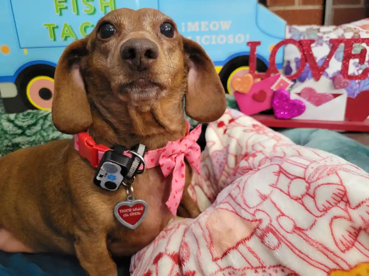 A brown dachshund with large, expressive eyes sits on a red-and-white heart-patterned blanket, wearing a pink…