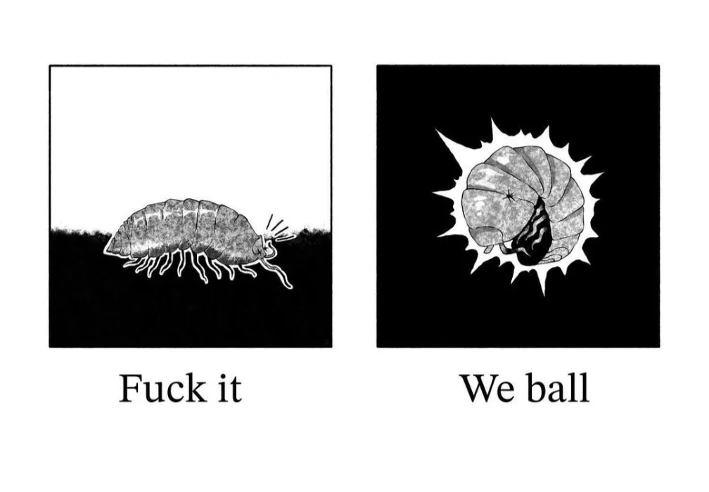 The image shows two panels: the left depicts a pill bug (isopod) crawling on soil with the text 'Fuck it' below, and the…