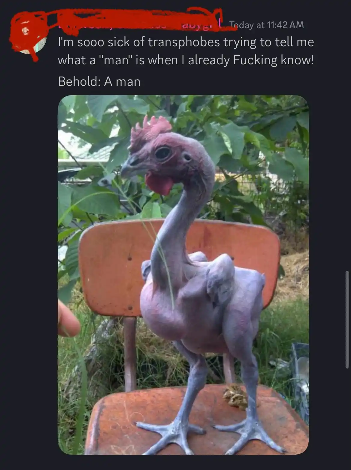 A screenshot of a social media post shows a photo of a hairless, pink-skinned chicken standing upright on a rusty orange…