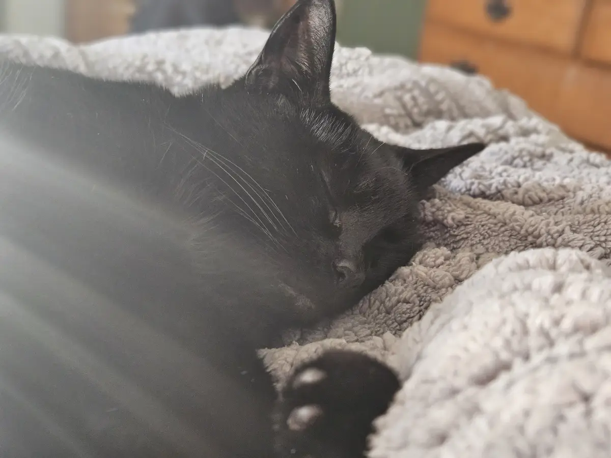 A black cat is sleeping soundly on a fluffy, light-colored blanket, its eyes closed and one paw visible. The image has text…