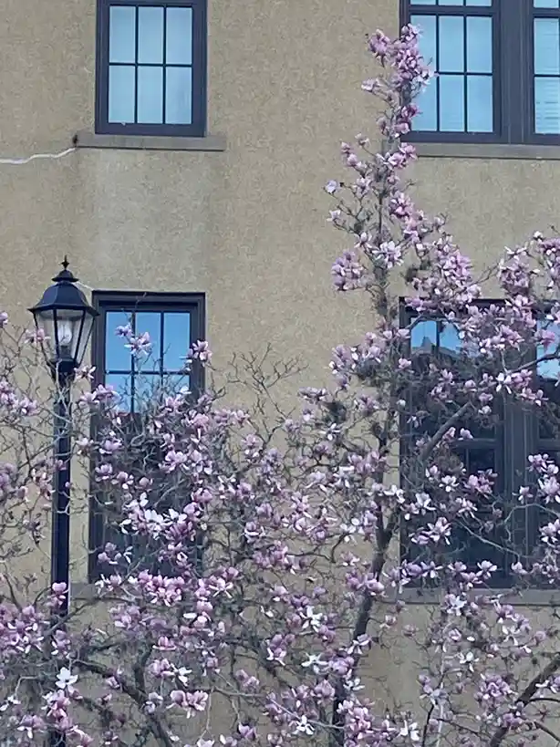 A photo of a magnolia tree with pink blossoms in front of a beige building with dark-framed windows and a black lamppost…