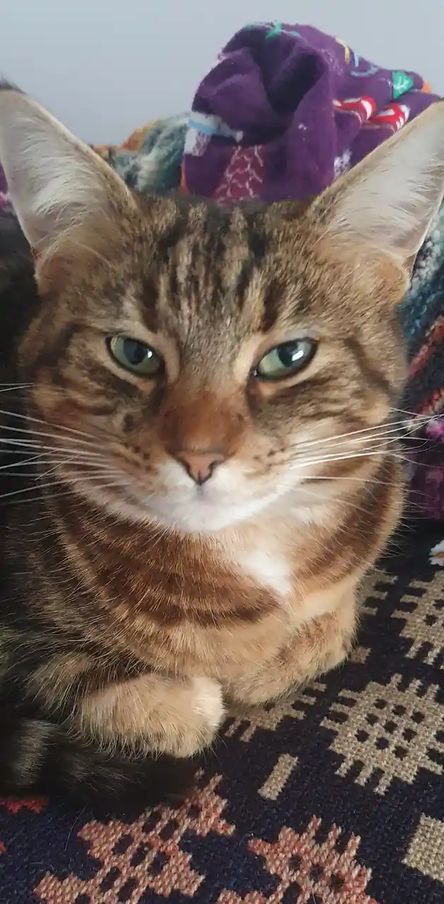 A close-up photo of a brown tabby cat with green eyes looking directly at the camera with a displeased expression, sitting…