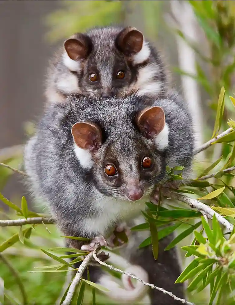 Two small, furry marsupials with gray and white fur and large brown eyes are perched on a tree branch, one riding on the…