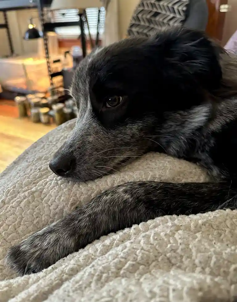 A close-up photo of a black and grey dog with a tired, soulful expression, resting its head on a textured beige blanket. The…