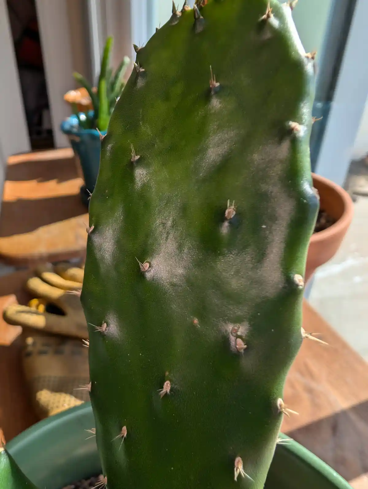 A close-up photo of a green prickly pear cactus with visible spines and some brownish spots on its surface. The cactus is in…